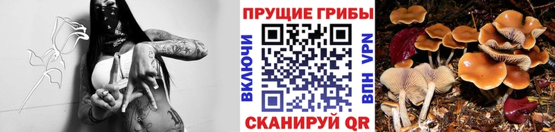 Галлюциногенные грибы MAGIC MUSHROOMS Купить Горбатов